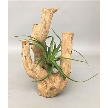 Koffiehout Met 1 Tillandsia