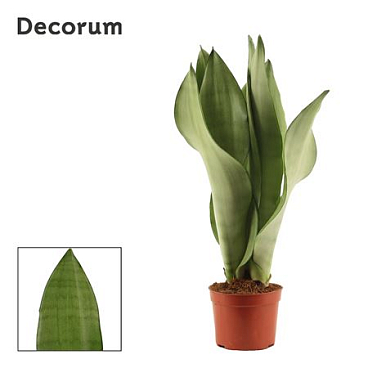 Sansevieria Moonshine (dec)