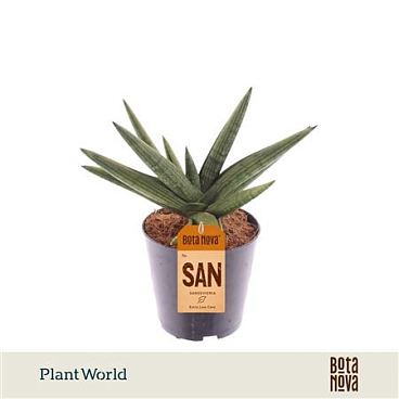 Sansevieria Helios Twisted