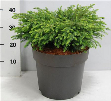 Picea Mariana Nana