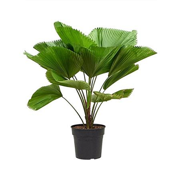 Licuala Grandis