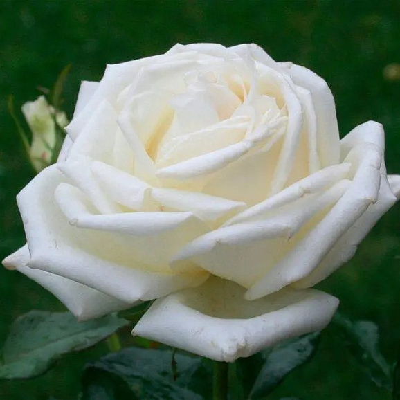 Роза чайно-гибридная Белый Медведь