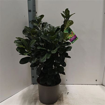 Prunus Laur Etna