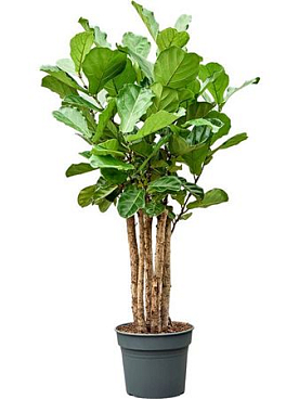 Ficus Lyrata (140-180)