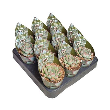 Echeveria Pellucida Potcover