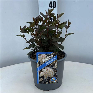 Physocarpus Op Little Joker