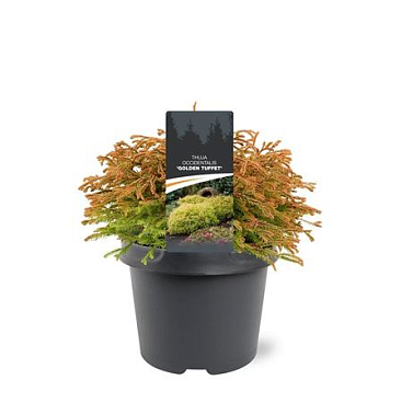 Thuja Occ Golden Tuffet