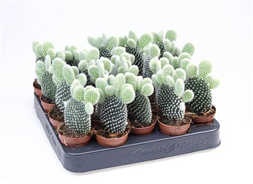Opuntia Microdasys