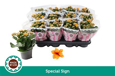 Kal Ros Yellow Special Sign