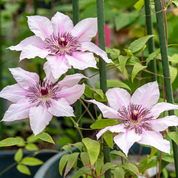 Клематис гибридный Изабелла