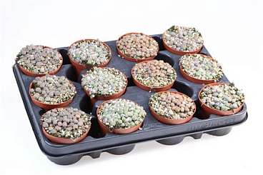 Lithops Mix