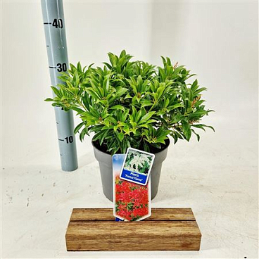 Pieris Jap Forest Flame