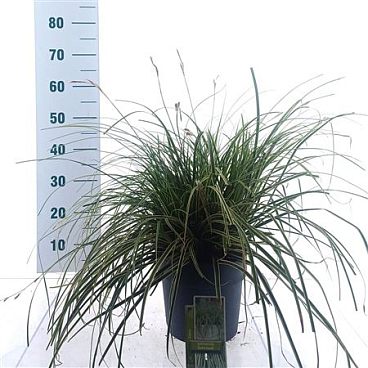 Carex Oshimensis Evercolor Evercream