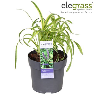 Liriope Muscari Variegata
