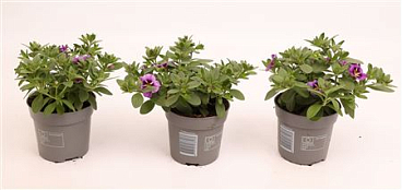 Calibrachoa Cabaret Bumble Bee Blue