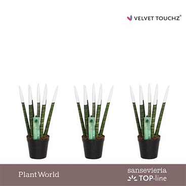 Sansevieria Velvet Touchz Wit