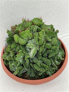 Enopla Cristaat Bowl