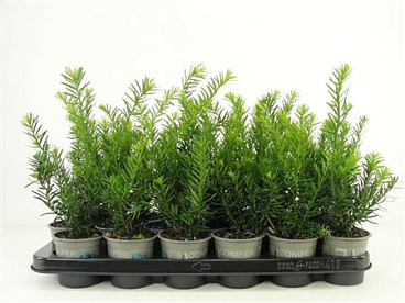 Taxus Med Farmen