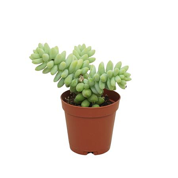 Sedum Burito 5,5 Cm