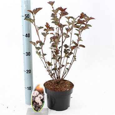 Physocarpus Op Red Baron
