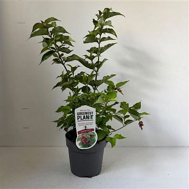 Leycesteria Formosa