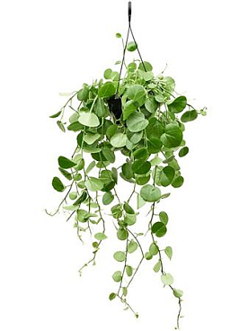 Cissus Rotundifolia Hangpot