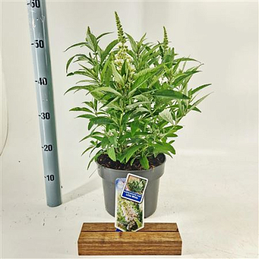 Buddleja Dav Little White