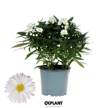 Aster Starletta Serie White