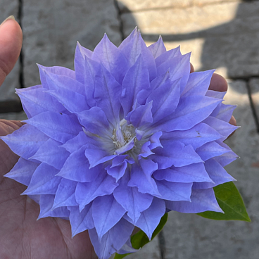 Клематис гибридный Деннис Дабл