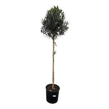 Olea Europeaea On Stem