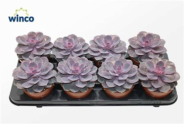 Echeveria Purple Pearl