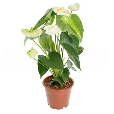 Антуриум андрианум белый