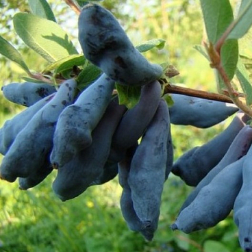 Жимолость Волхова в тубе