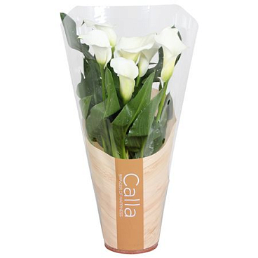 Zantedeschia Fresco White 5+