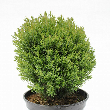 Туя западная Тедди