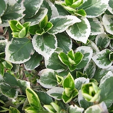 Бересклет форчуна Эмеральд Гаети