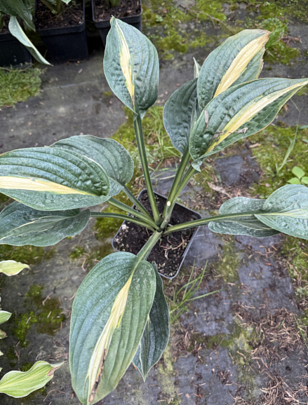 Хоста Стриптиз