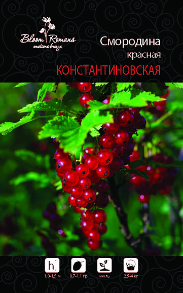 Смородина красная Константиновская | Оптовая цветочная компания «Флора Групп» Смородина красная Константиновская