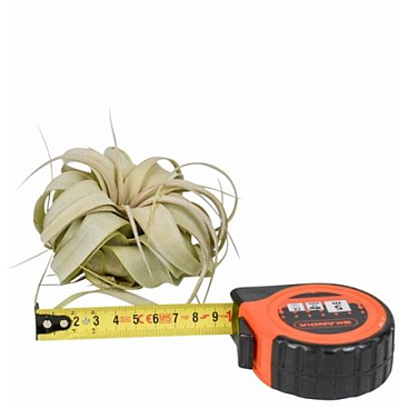 Tillandsia Xerographica X15
