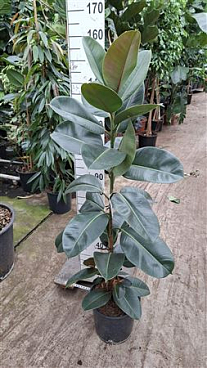 Ficus El Robusta On Stem