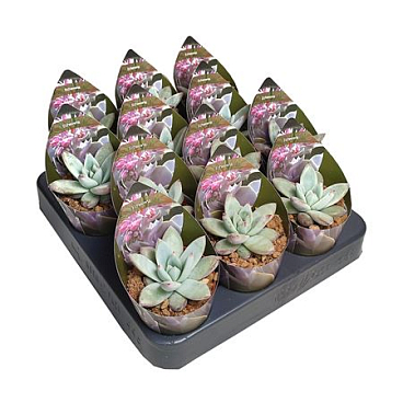 Echeveria Colorata Tapalpa Potcover