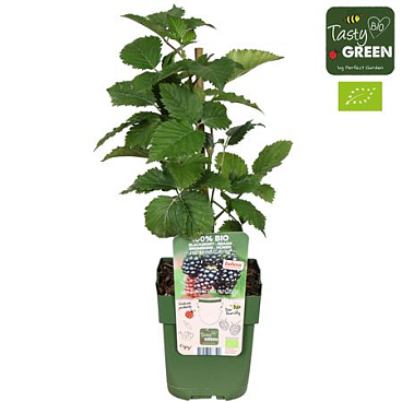 Rubus Navaho Bigandearly Bio
