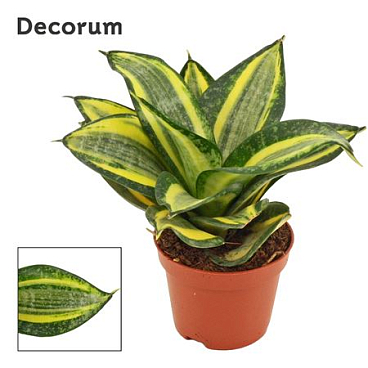 Sansevieria Hahnii Jade Multicolor (decorum)