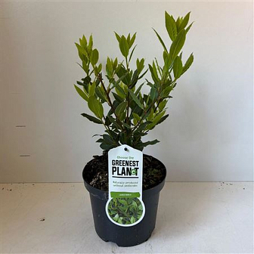 Laurus Nobilis