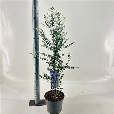 Eucalyptus Gunnii Silverana
