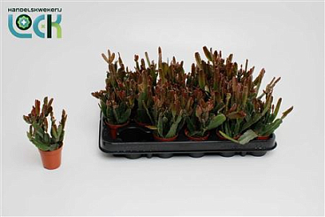 Rhipsalis Augundis
