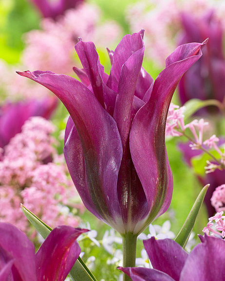 Тюльпан лилиецветный Перпл Долл