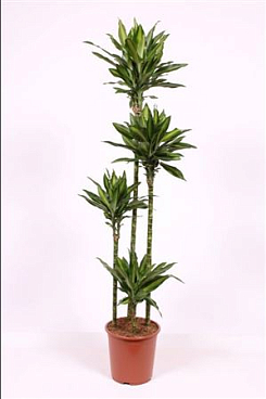 Dracaena Silindo 120-90-60-30