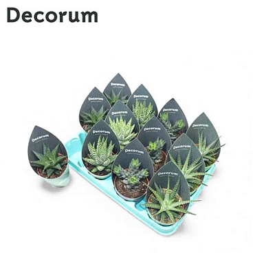 Haworthia Mix (4spc.) (dec)