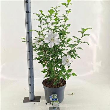 Hibiscus Syr Flower Tower White
